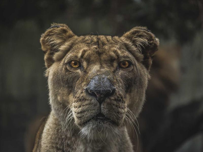 365在线体育教练团队